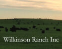 Wilkinson Ranch Inc Black Angus Yearling Bulls