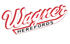 Wagner Herefords Open House and Online Sale