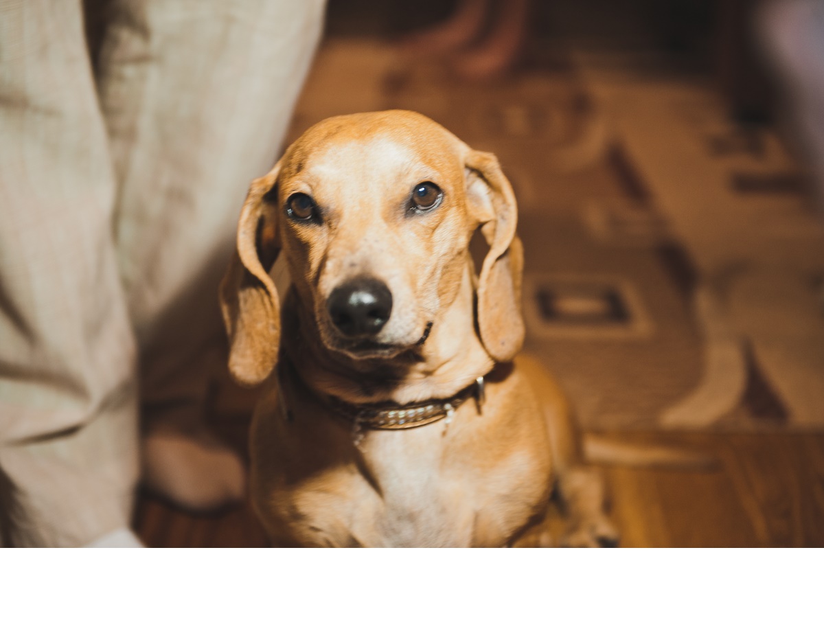 Bill Adds Teeth to Animal Cruelty Law