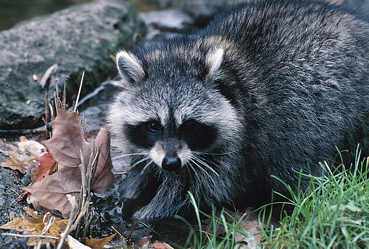 Mutiny on the Bounty Program