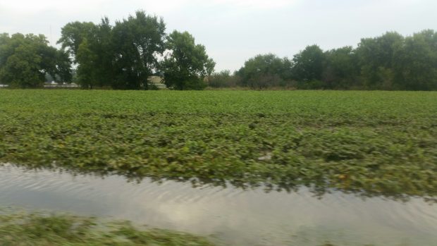 Fields Standing in Water in South Dakota After Rivers Flood Fields Standing in Water in South Dakota After Rivers Flood