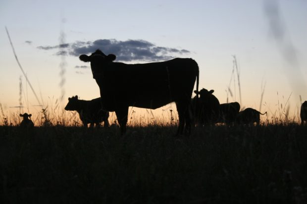 Keep Your Livestock Safe With Practical Biosecurity