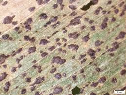 Agronomist Says Tar Spot Infestations Expanding In Iowa