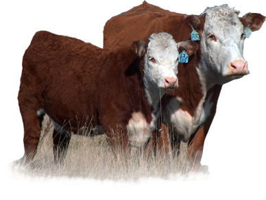 Rausch Herefords Bull and Female Sale