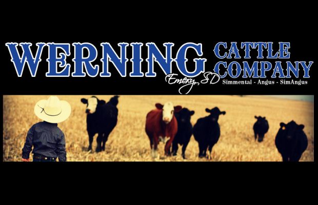 Werning Cattle Company – The Brand for Results