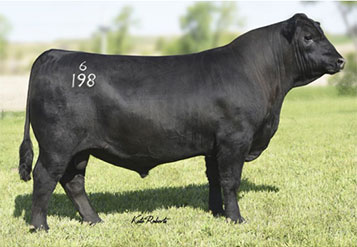 American Angus Association Update