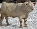 Sandmeier Charolais Annual Bull Sale
