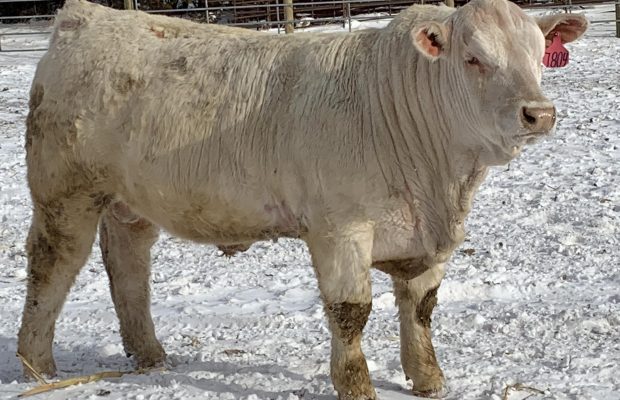 Sandmeier Charolais Annual Bull Sale
