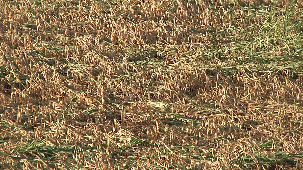 Iowa Ag Secretary Revises Estimates On Iowa Storm Damage