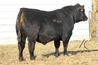 Frederick Angus Bull Sale
