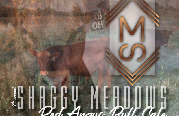 Shaggy Meadows Red Angus Bull Sale