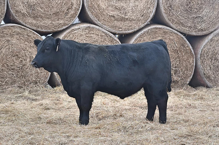 Getting to know Beef Logic