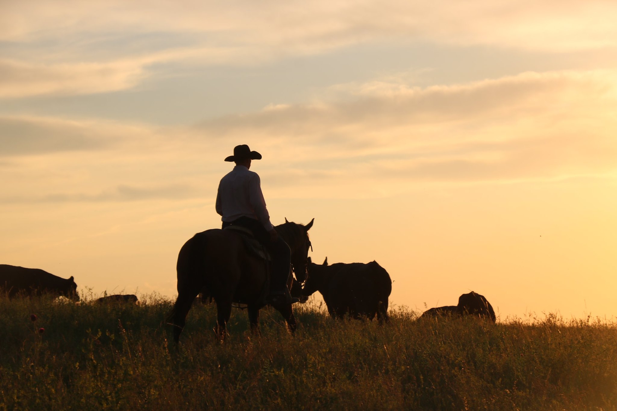 SDSU Receives $1 Million Dollar Grant For Rangeland Research