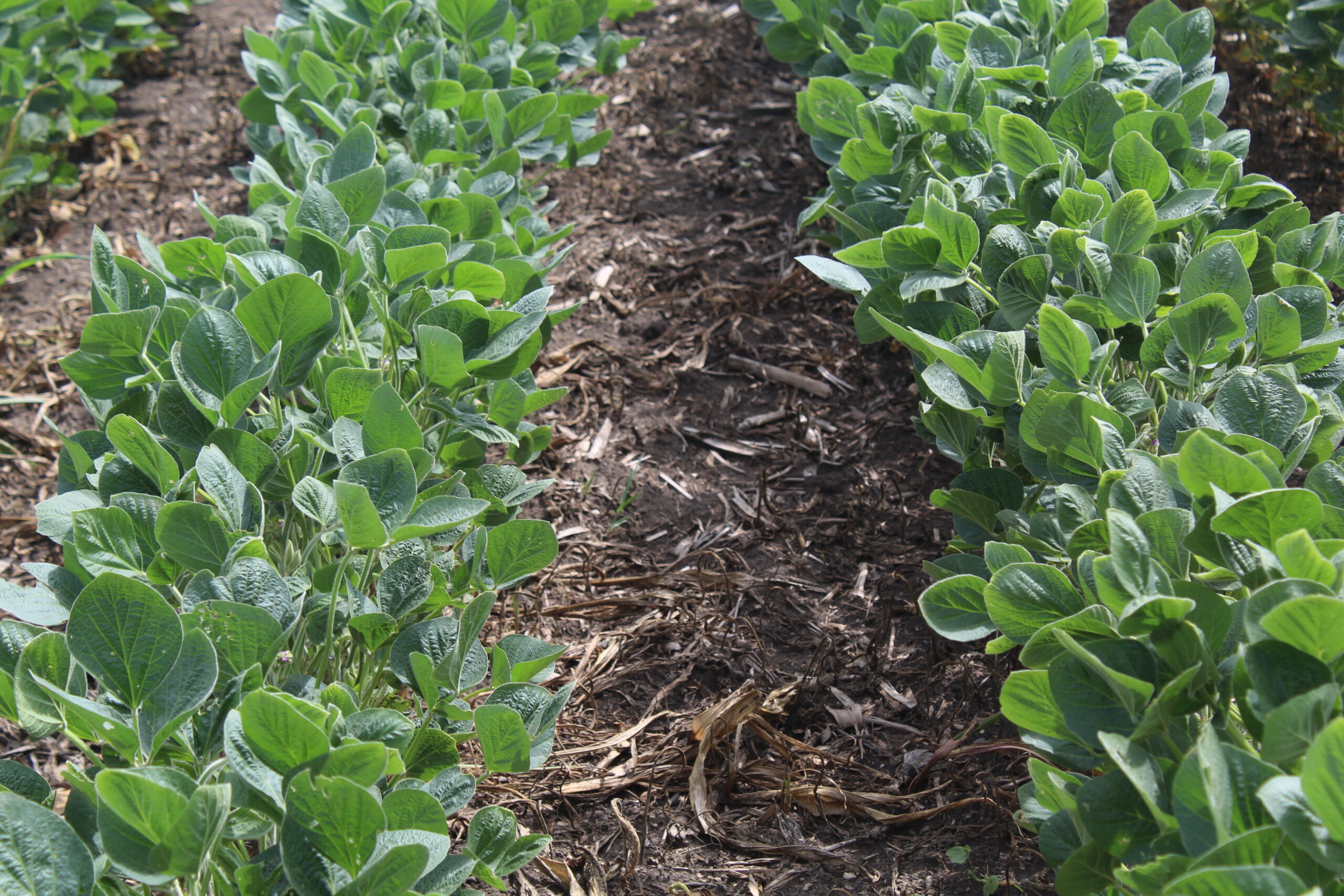 United Soybean Board Approves Fiscal Year 2023 Budget