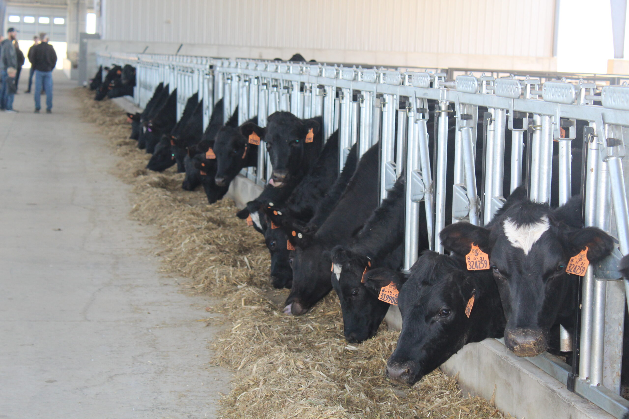 Cattle Markets React to Trade News