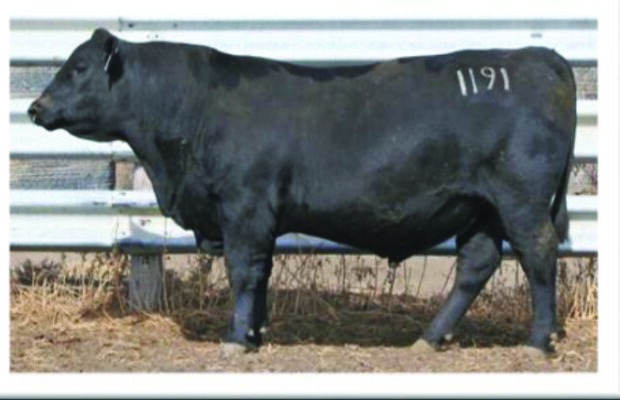 Starr and Varilek Angus Annual Bull Sale