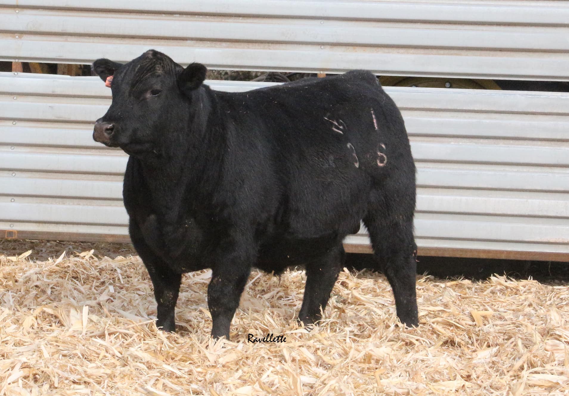 Youth & Cattle