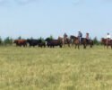 Larson Ranch LLC 59th Annual Production Sale