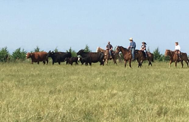 Larson Ranch LLC 59th Annual Production Sale