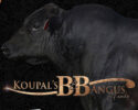 Koupal Angus 29th Annual Angus Bull Sale