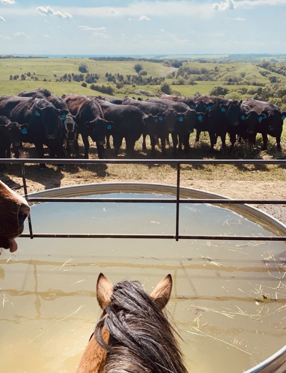 May Cattle Balance Sheet