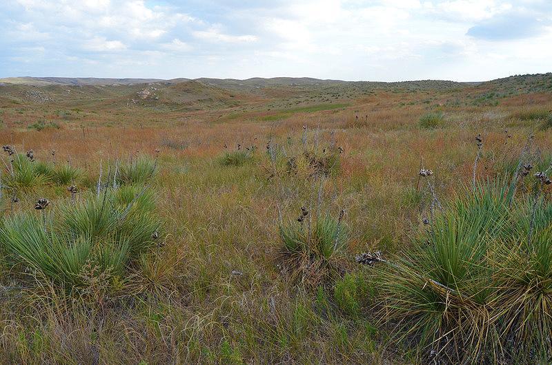 Managing Yucca Plants