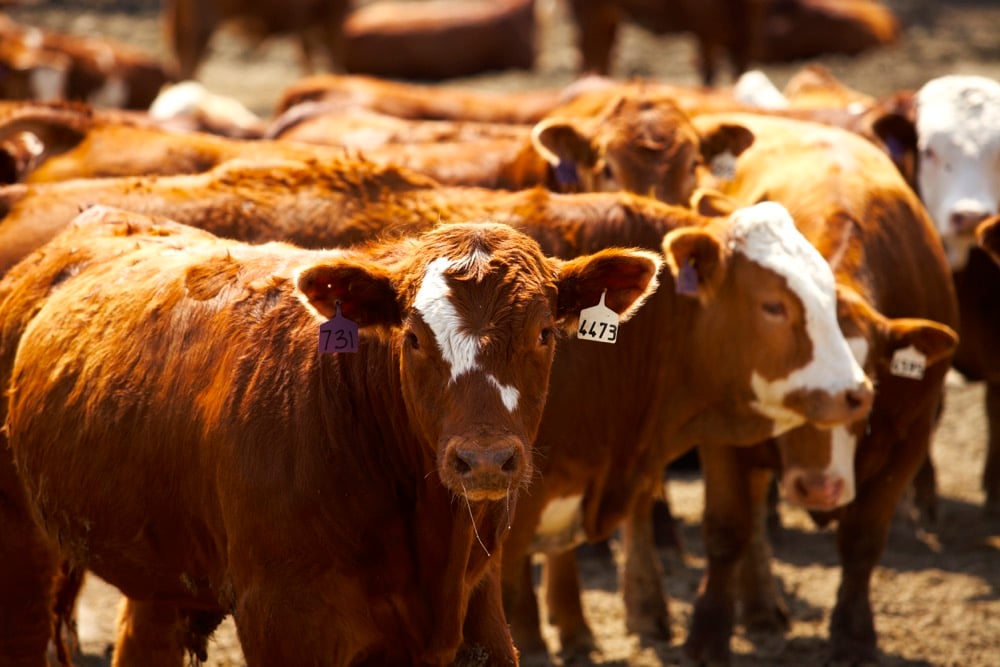 Talking about our Beef Markets