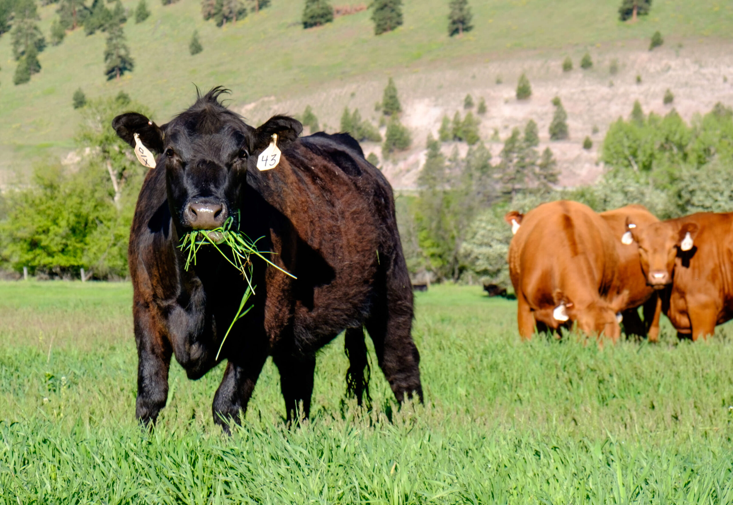 Profitable Practices with Downey Ranch in Wamego, KS