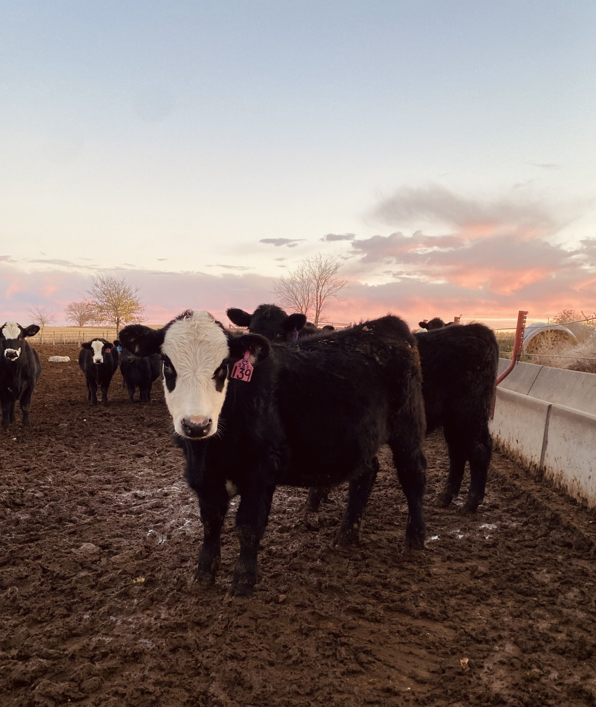 August Cattle on Feed Report