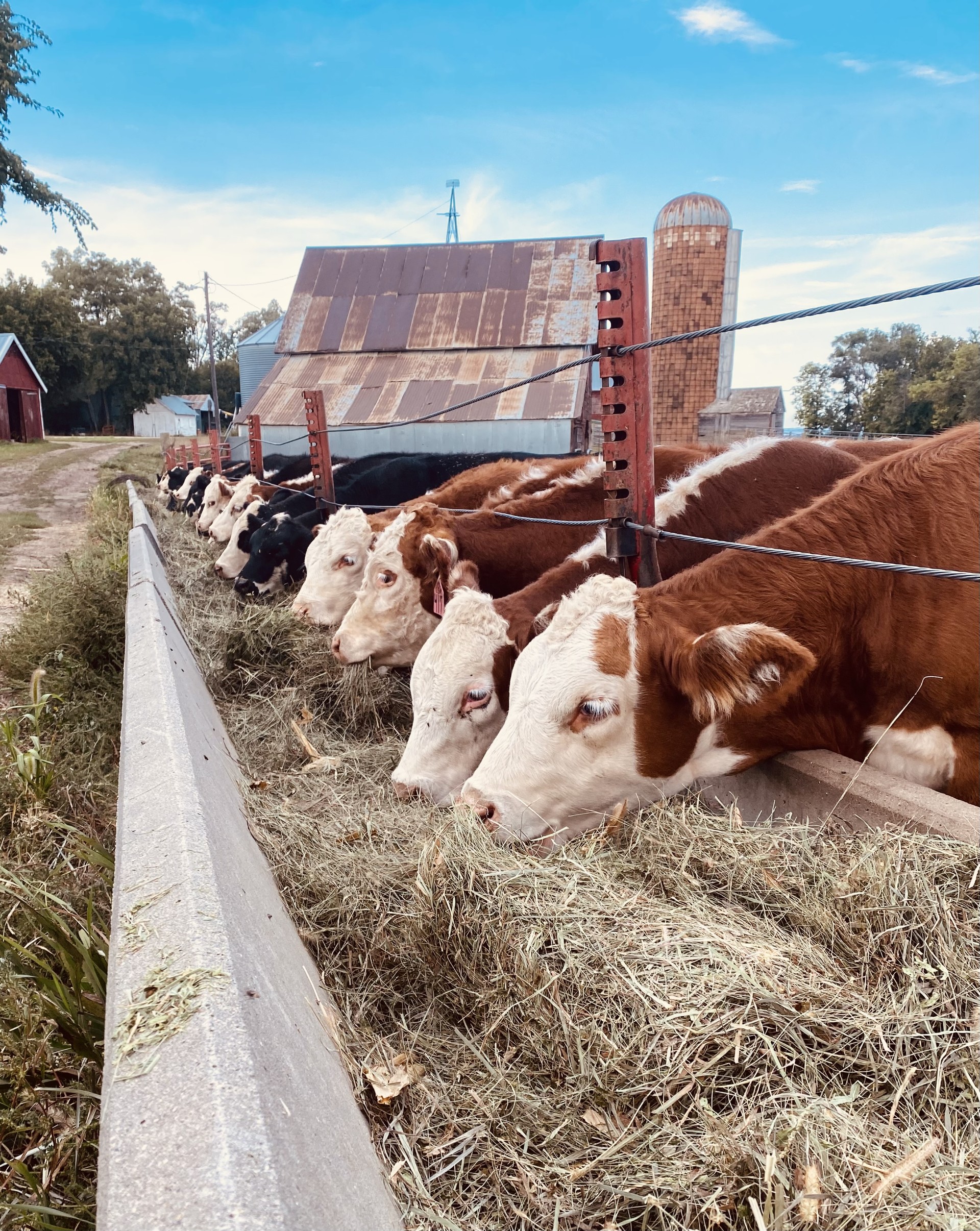 Lower Livestock Markets Lower Livestock Markets
