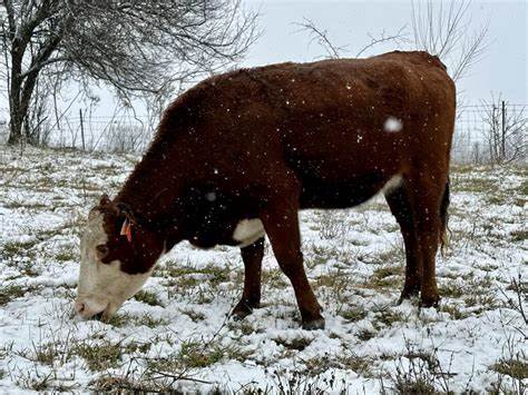 Winter Grazing
