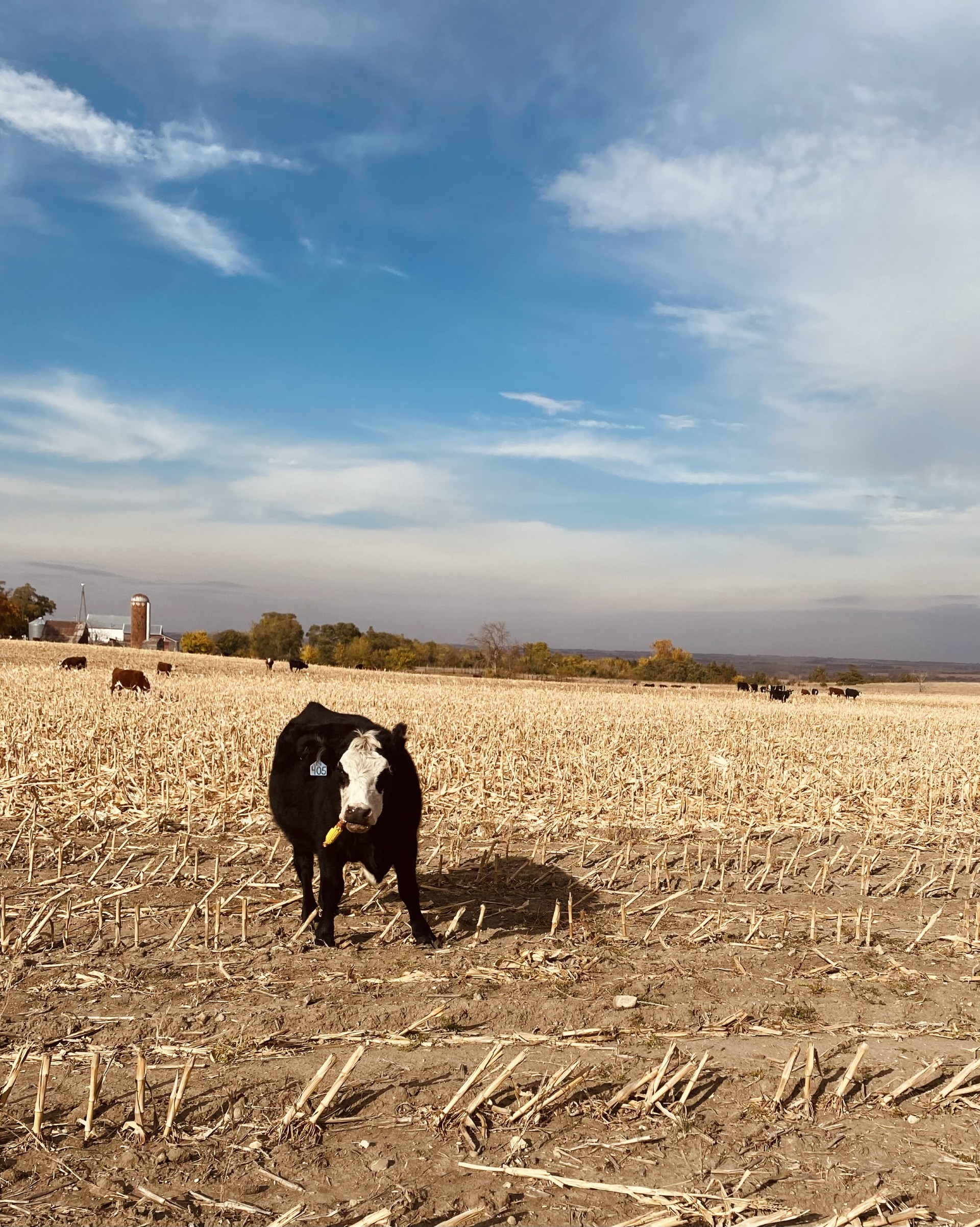 Cornstalk Stocking Rates Cornstalk Stocking Rates