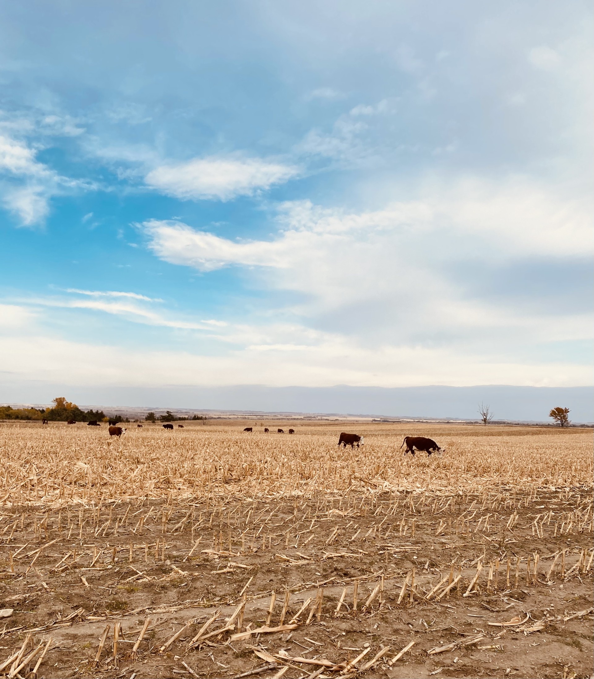 Grazing Cornstalks