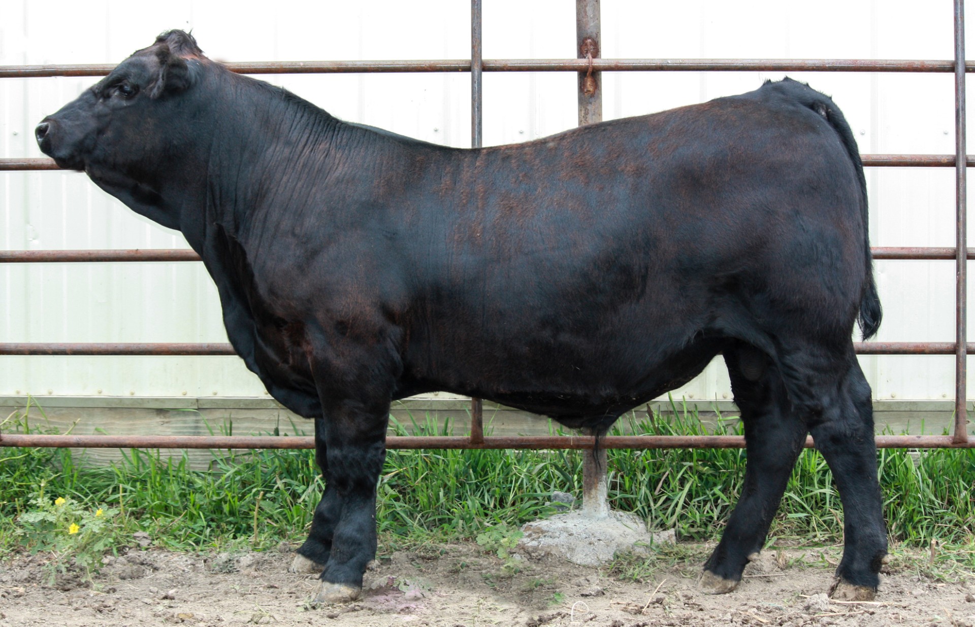 SD Angus Tour