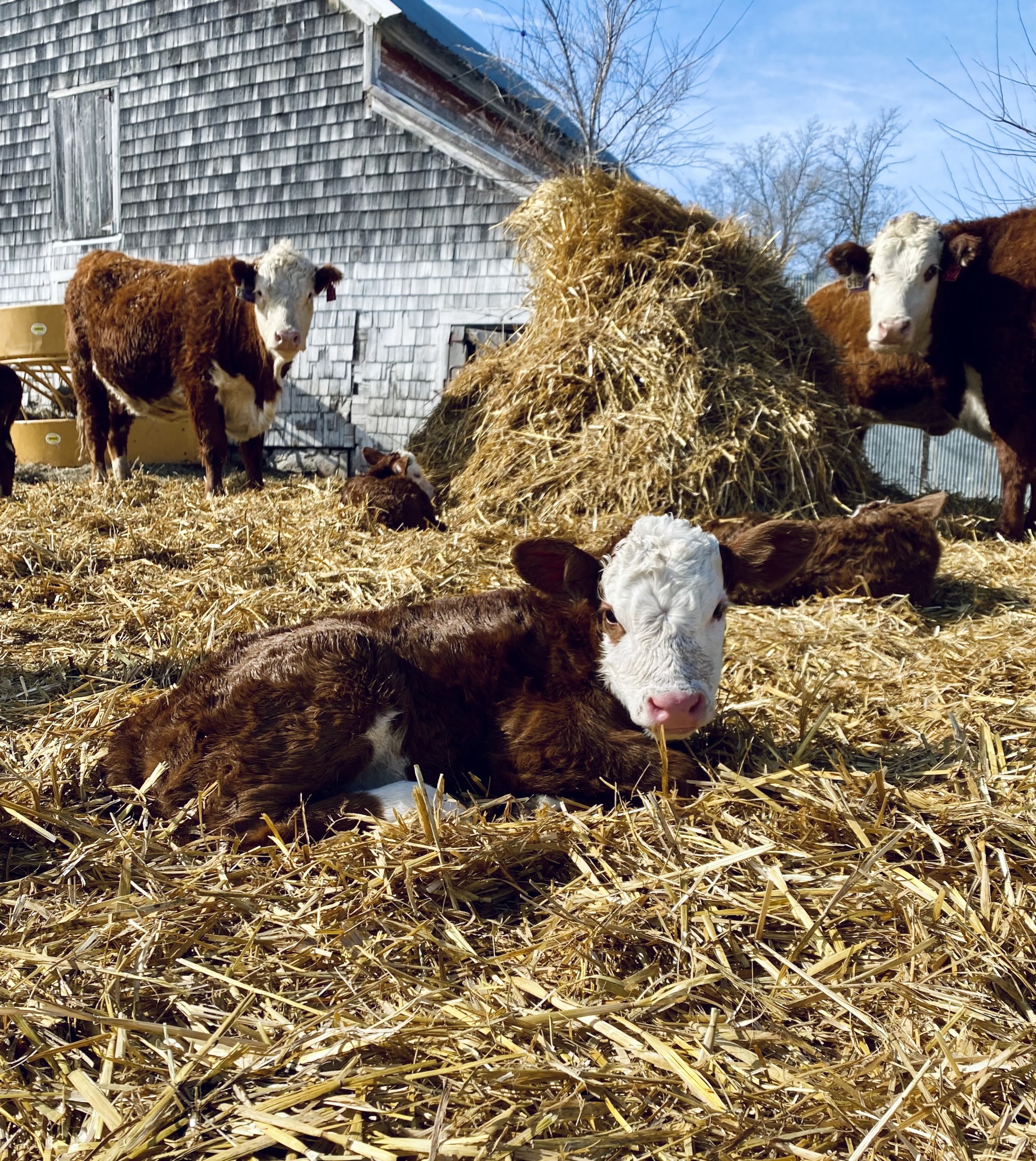 Managing Late Calves Managing Late Calves