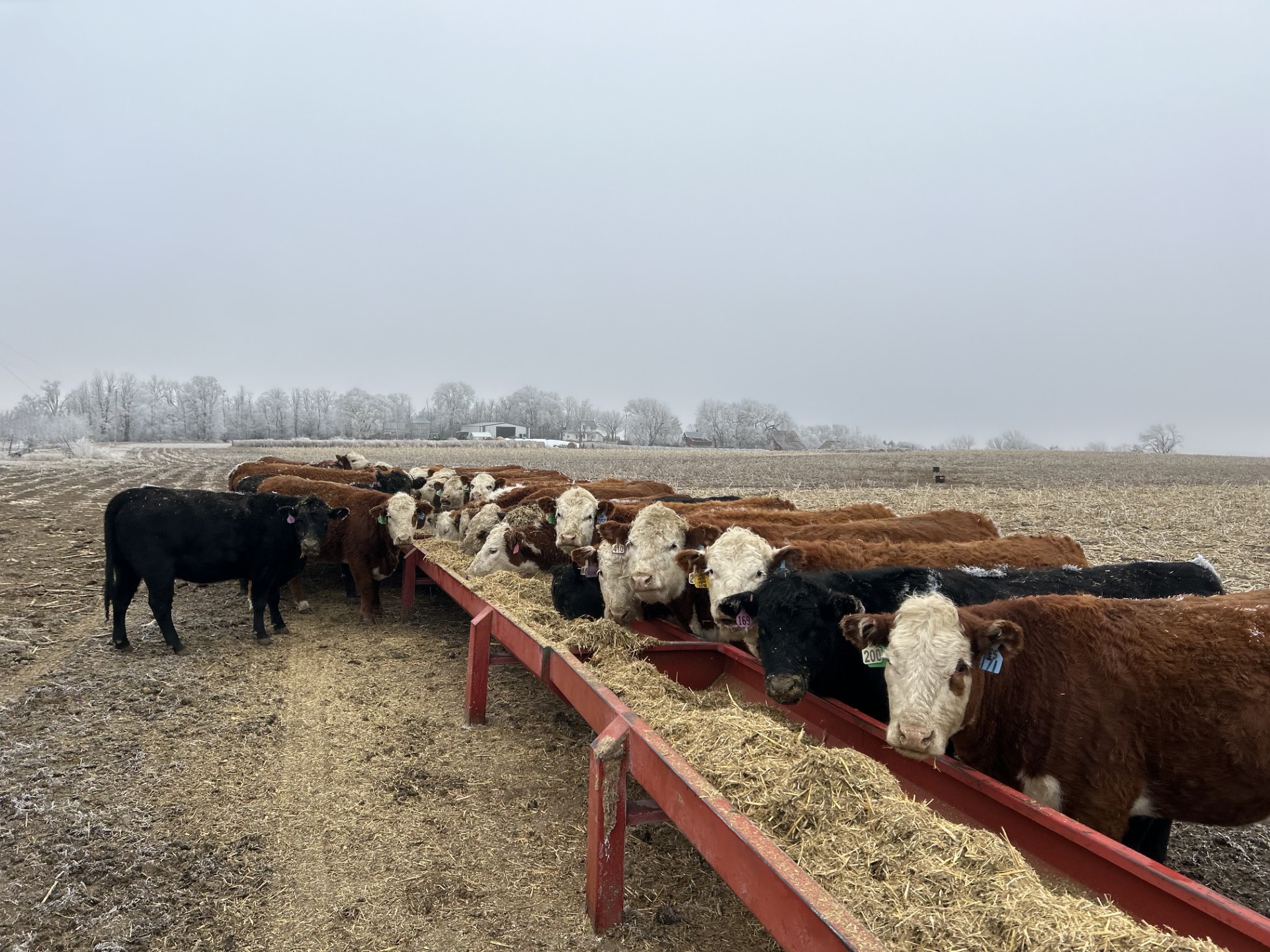 Students Invited to First-Ever Youth in Beef Summit