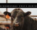 Scherbenske Angus Ranch Annual Production Sale