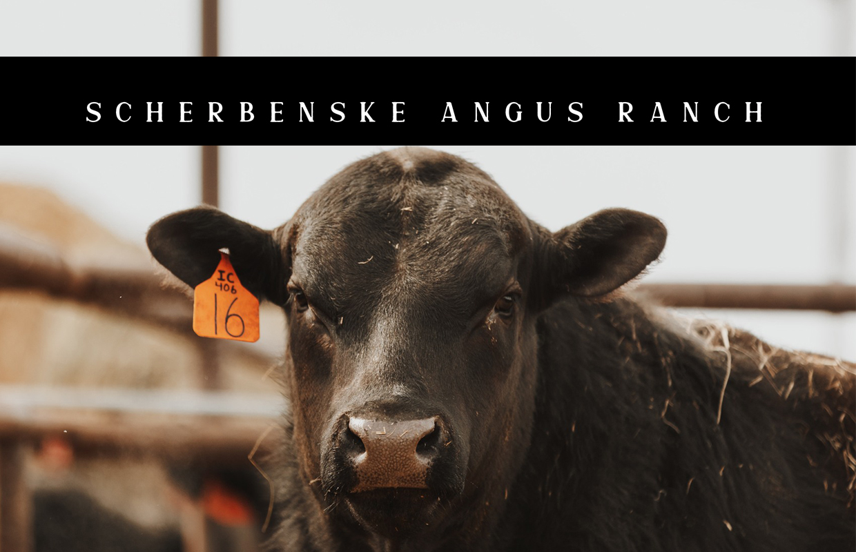 Reviewing our Livestock Markets