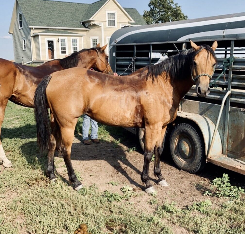 Equine Infectious Anemia