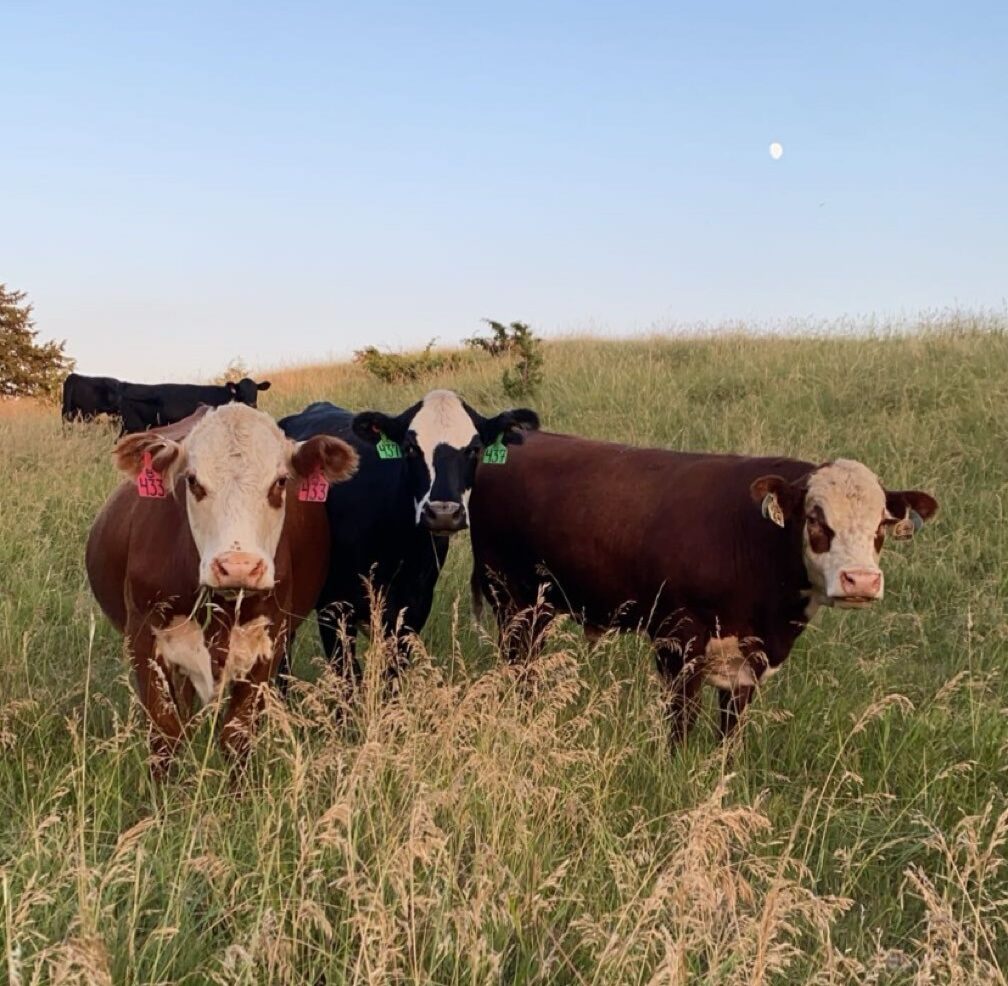 Lots of News for Cattle