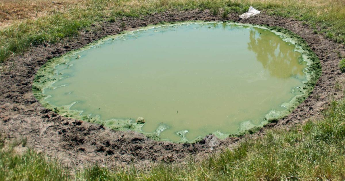 Cyanobacteria Cyanobacteria
