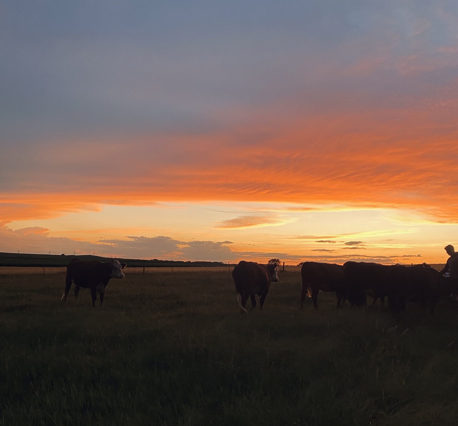 Same Ol Story for Cattle Markets
