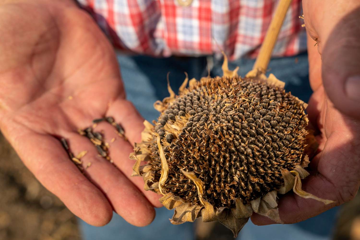 Sunflower Harvest