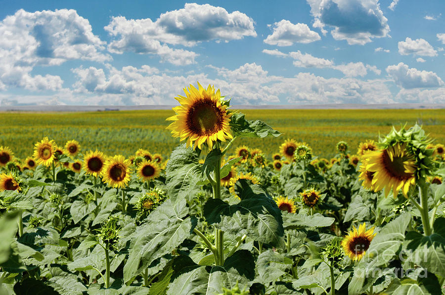 Sunflower Benefits & Research