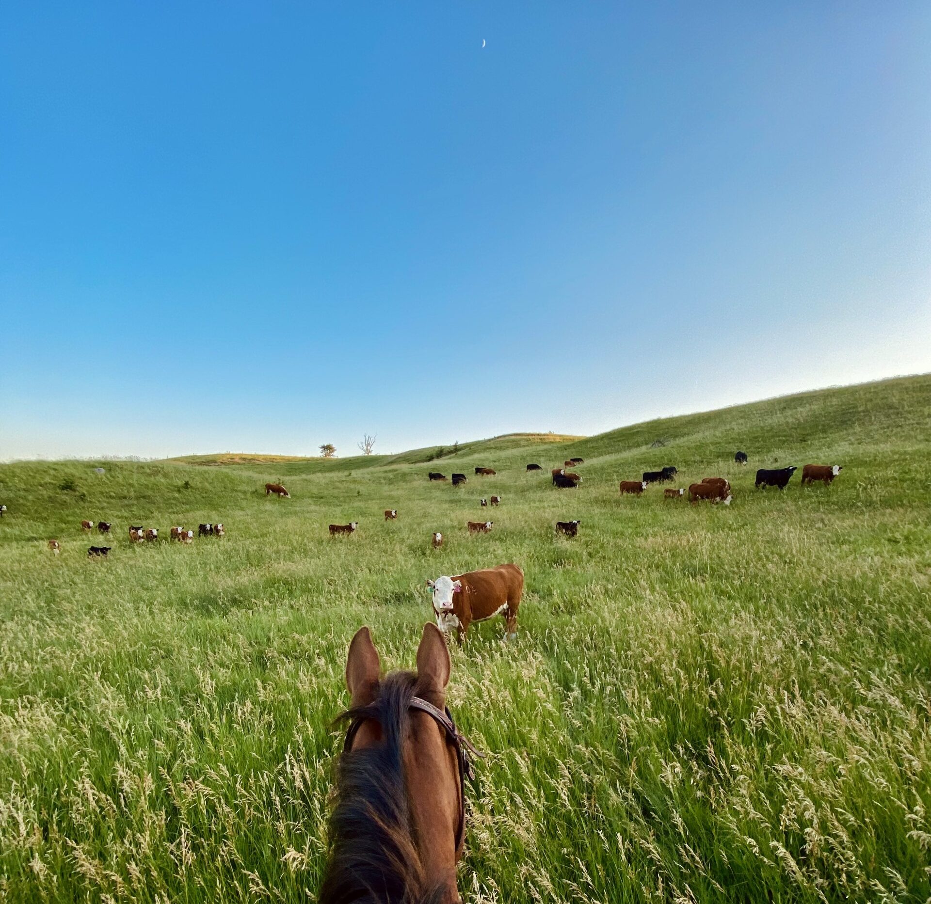 Dramatic Cattle Markets Dramatic Cattle Markets