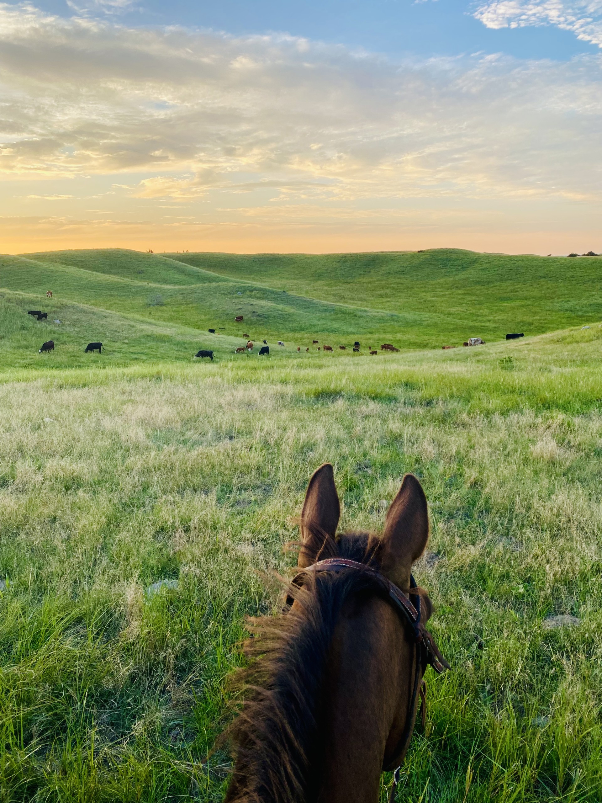 Crazy Cattle Markets
