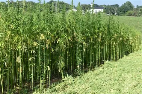 SD HEMP FARMERS REACT TO TIGHT RESTRICTIONS ON THC IN HEMP-BASED PRODUCTS SD HEMP FARMERS REACT TO TIGHT RESTRICTIONS ON THC IN HEMP-BASED PRODUCTS