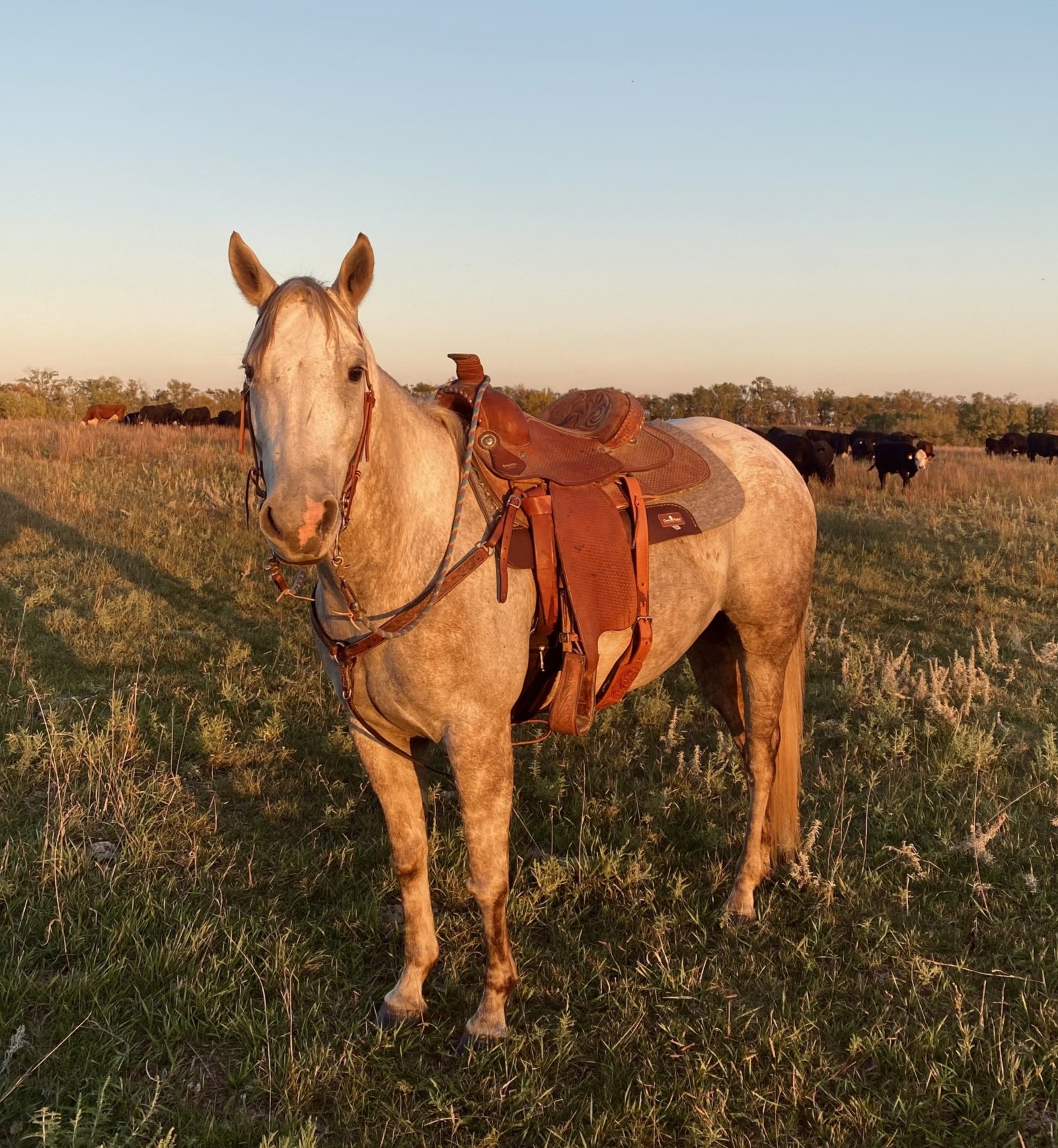 EHM Outbreak in Horses