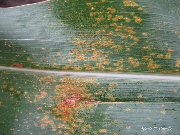 Southern Rust in Nebraska