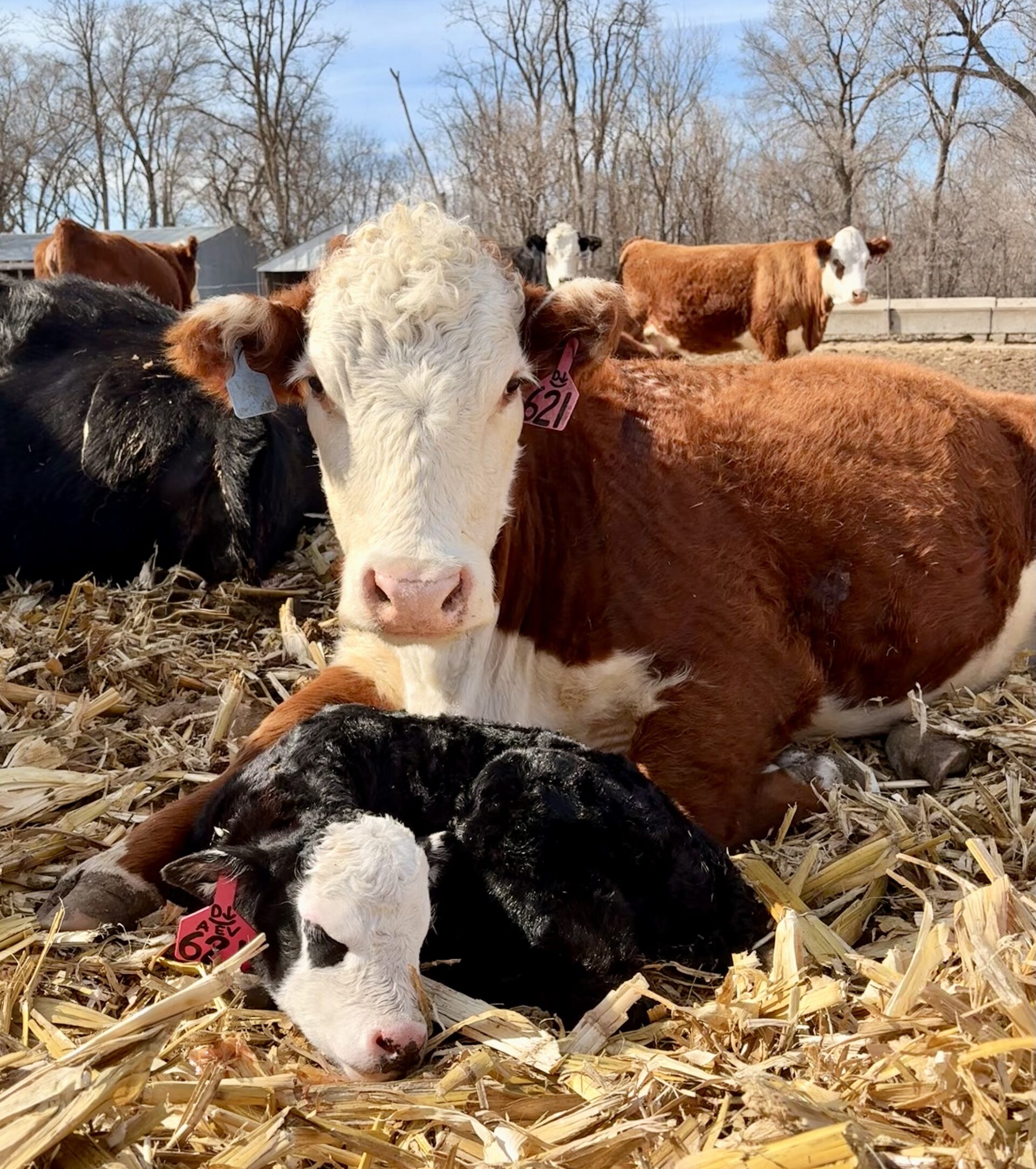 Calving Season